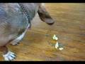Frieda-the-basset-ho