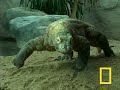 Komodo Dragons