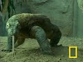 See Video