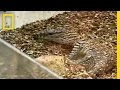 Komodo Dragons