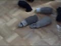 Einstein in the Sock Drawer