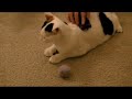 Mochi (a Japanese Bobtail cat) ?? Mochi (a Japanese Bobtail cat) ??
