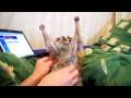 Tickle Me Loris