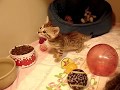 BENGAL KITTENS (5 Wks Old) PLAYING while Mom watches