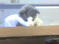 omg-look-cat-really-playing-piano.html