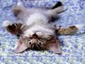 Cute Kitty Talking In Her Sleep During A Rainstorm