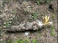 El Macizo Colombiano se muere