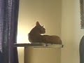 My manx cat \"Durid\"