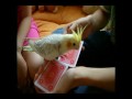 cockatiel (parrot) playing cards