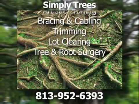 how to transplant sycamore tree