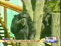 Monkey Smoking