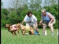 videos de ASFA Trial Rhodesian Ridgeback Moose & Pele Lure Coursing