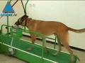 Oketz - The Crack Canine Unit