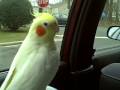 Sunshine goes for a ride in the car