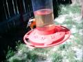 Wingscapes Birdcam: hummingbirds, take two
