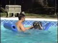 Swimming Schnauzers