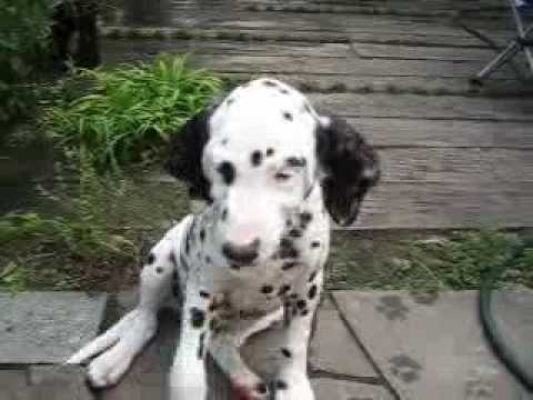 Dalmatian