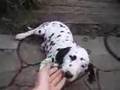 Dalmatian