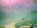 underwater tunnel @ manila ocean park