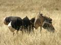 videos de Ostriches in Love