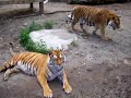 Lions and Tigers and Bears....OH My!!!! - DEW Animal Kingdom Lions and Tigers and Bears....OH My!!!! - DEW Animal Kingdom
