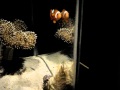 How to Get Clownfish To Host Anemone