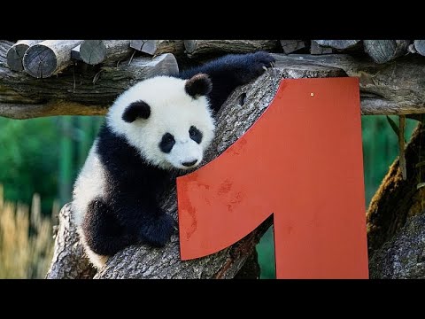 Berliner Zoo: Panda-Zwillinge Leni und Lotti im feier ...