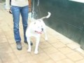caninedogproject01