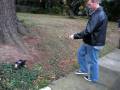 videos de Zola Belle Cullen the yorkie puppy and papi the bernese play in the leaves