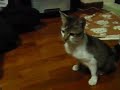 5 mth old kitten needs your help 5 mth old kitten needs your help