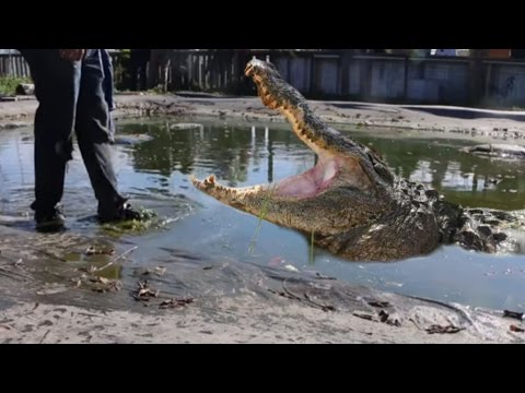 YouTube reptile video