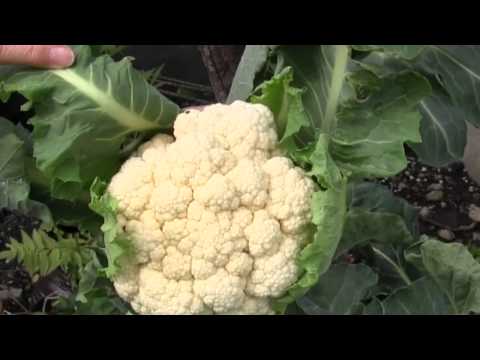 how to harvest cauliflower
