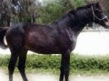 Hillendale Warmbloods