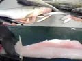 how to fillet pike perch