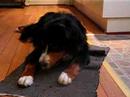 irma bernese mountain dog and a \"burger\"