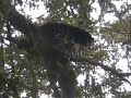 Andean bear in cloud forest Andean bear in cloud forest