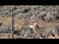Muzzleloader Mule Deer Hunting in Southern Utah