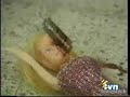 La Cascara - Balbi Rakataka