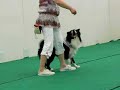 Border Collie Luke dancing, April 29th, 2008