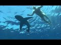 snorkling with oceanic witetip,
