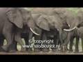 Afrikaanse olifant - African elephant herd