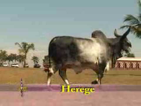 Herege