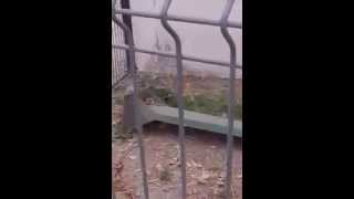 CazaNoticiaHSC - Roedores en instalaciones municipales