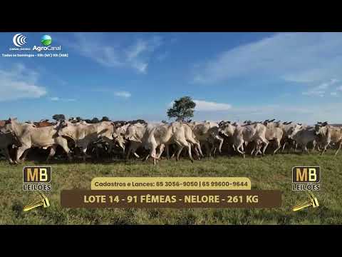 546� LEIL�O VIRTUAL MB LEIL�ES