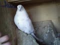 My Pigeons My Pigeons