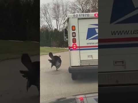 Agresywny indyk terroryzuje listonosza