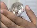 videos de wierd cat