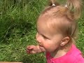 Blueberry Picking