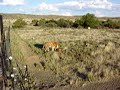 Tigers Learn Mating - Thumb #2