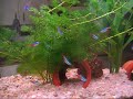 Neon tetra Neon tetra